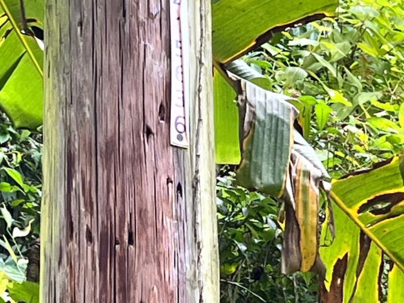 First image of 116 & 117 Windsor, Rio Grande Pa, p in Windsor, Portland, Jamaica - property is For Sale