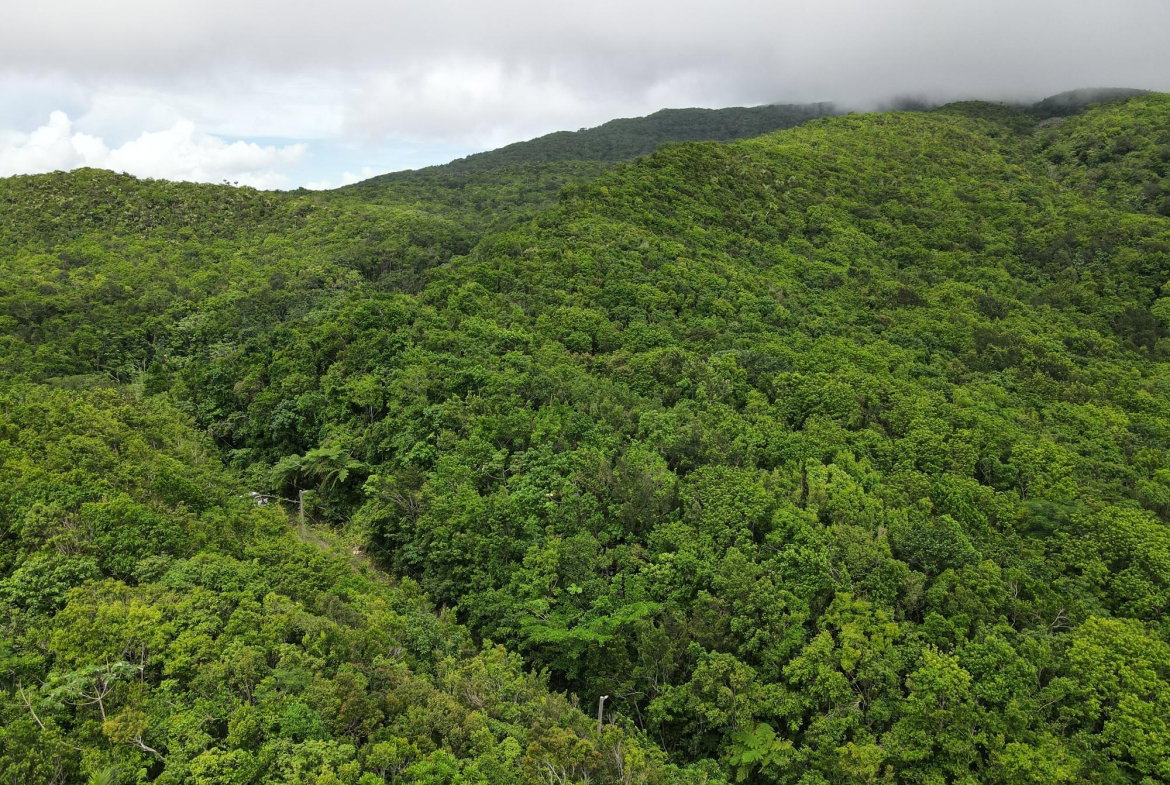Tenth image of 199 Rowlandsfield in Rowlandsfield, St. Thomas, Jamaica - property is For Sale