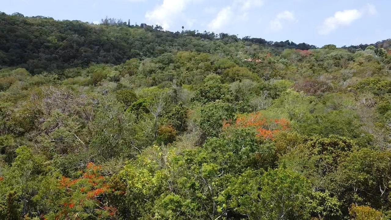 Second image of Samuel Prospect, Duncans in Arcadia Pen, Trelawny, Jamaica - property is For Sale