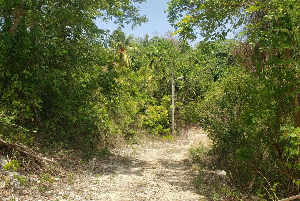 Eleventh image of Samuel Prospect, Duncans in Arcadia Pen, Trelawny, Jamaica - property is For Sale