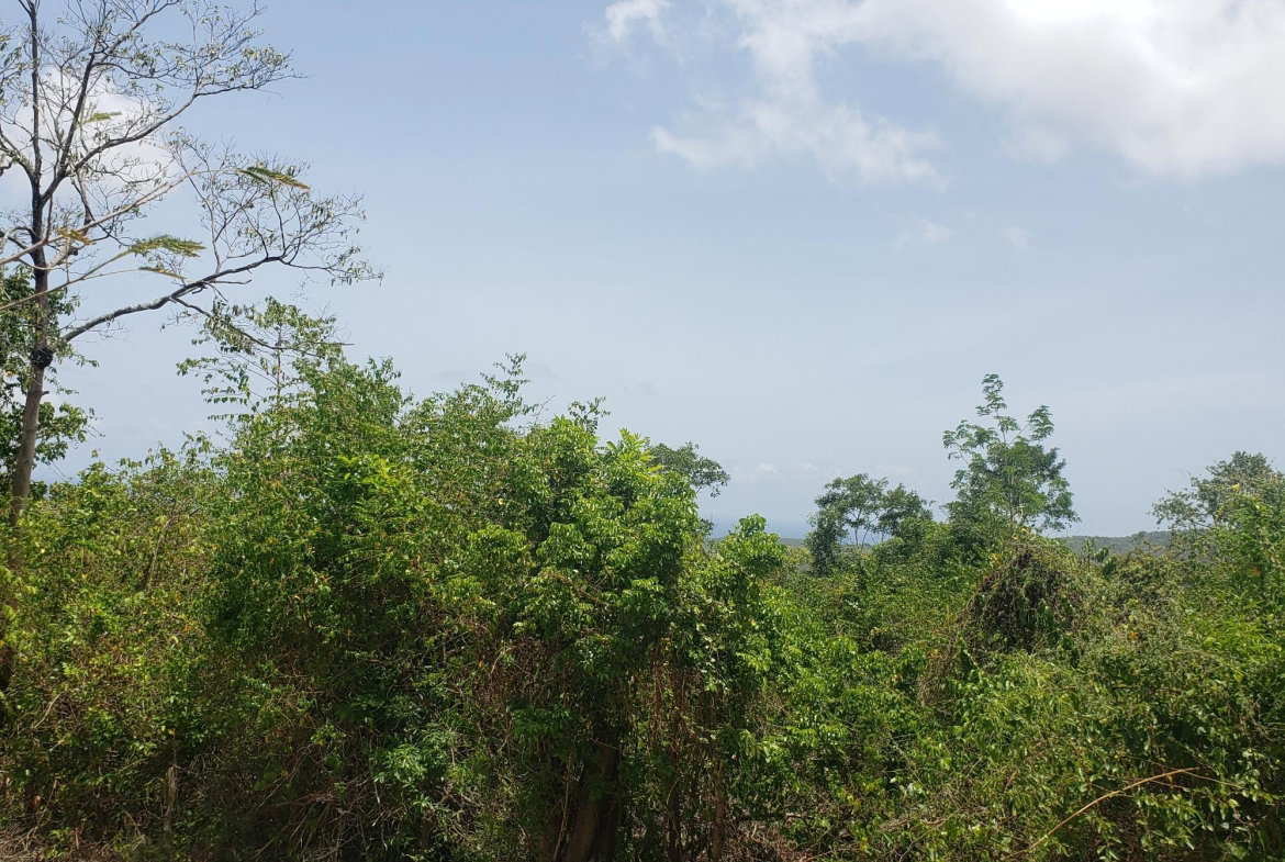 Twelfth image of Samuel Prospect, Duncans in Arcadia Pen, Trelawny, Jamaica - property is For Sale