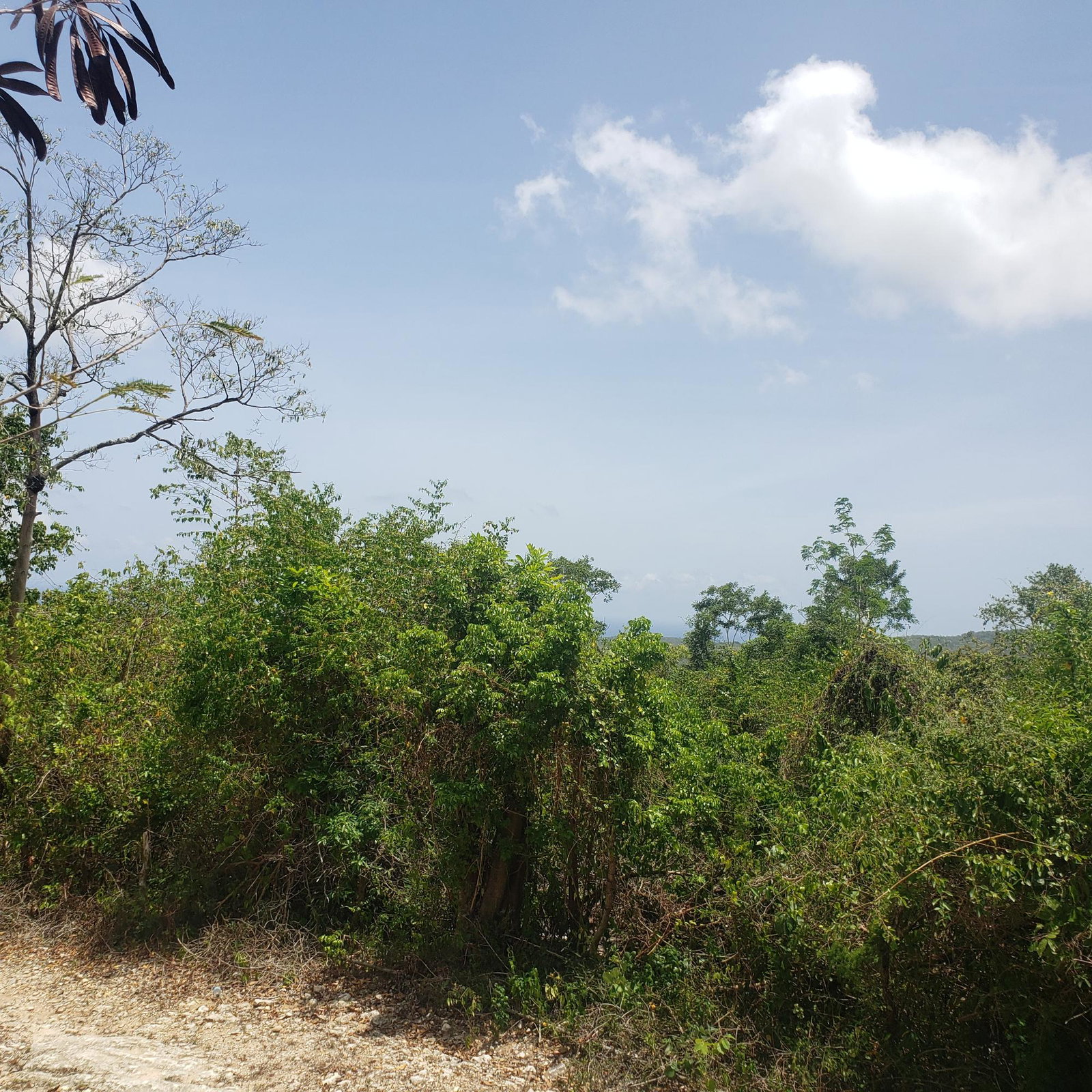 Twelfth image of Samuel Prospect, Duncans in Arcadia Pen, Trelawny, Jamaica - property is For Sale