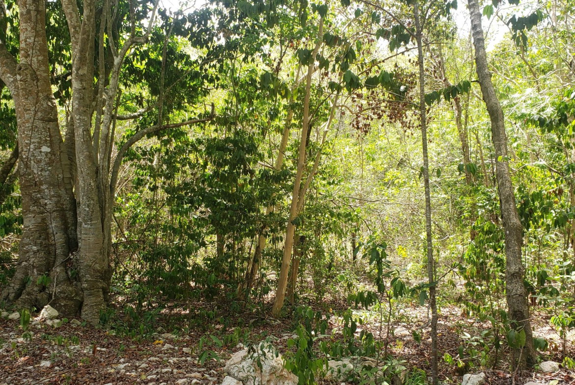 Eighth image of Samuel Prospect, Duncans in Arcadia Pen, Trelawny, Jamaica - property is For Sale