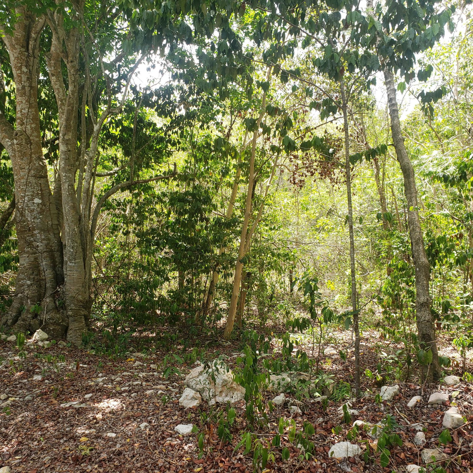 Eighth image of Samuel Prospect, Duncans in Arcadia Pen, Trelawny, Jamaica - property is For Sale