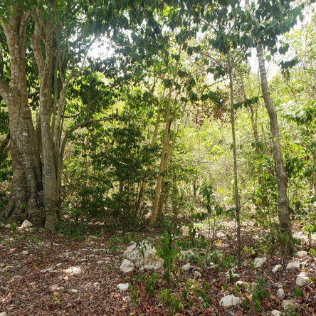 Eighth image of Samuel Prospect, Duncans in Arcadia Pen, Trelawny, Jamaica - property is For Sale