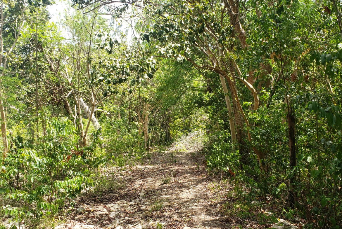 Ninth image of Samuel Prospect, Duncans in Arcadia Pen, Trelawny, Jamaica - property is For Sale