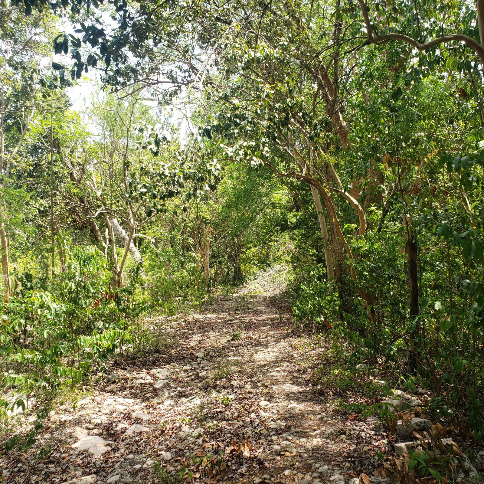 Ninth image of Samuel Prospect, Duncans in Arcadia Pen, Trelawny, Jamaica - property is For Sale