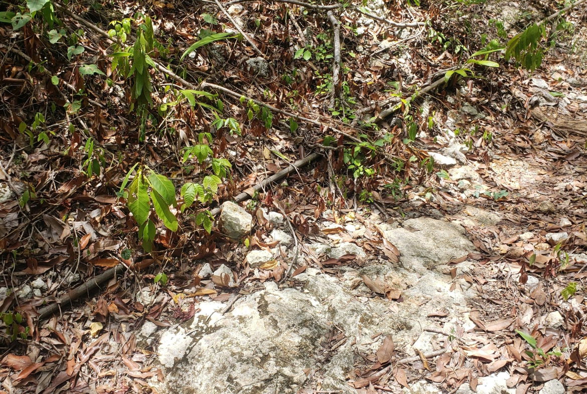 Tenth image of Samuel Prospect, Duncans in Arcadia Pen, Trelawny, Jamaica - property is For Sale