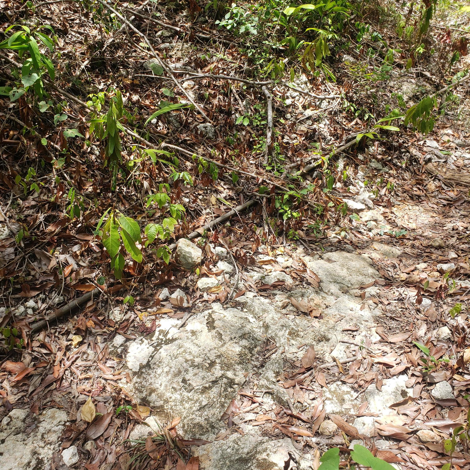 Tenth image of Samuel Prospect, Duncans in Arcadia Pen, Trelawny, Jamaica - property is For Sale