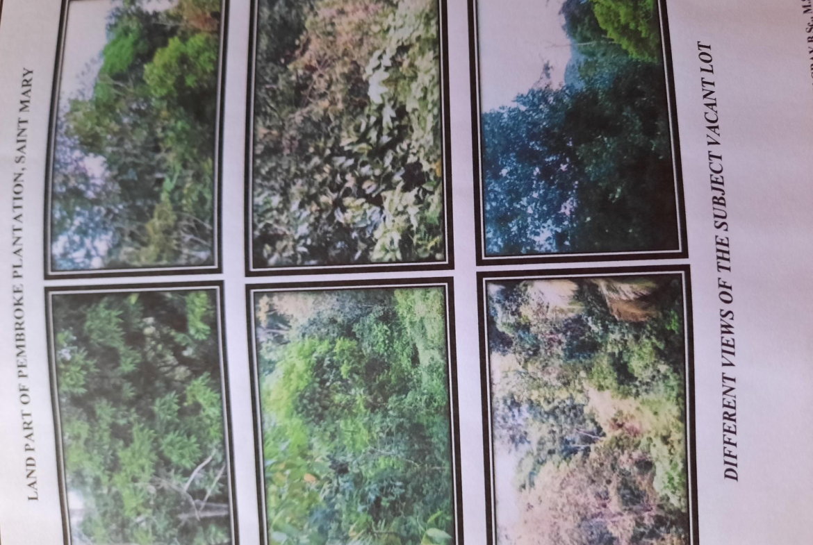 Third image of Part Pembroke Plantation in Castleton, St. Mary, Jamaica - property is For Sale