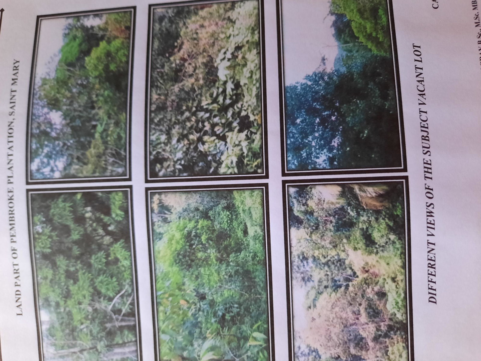 Third image of Part Pembroke Plantation in Castleton, St. Mary, Jamaica - property is For Sale