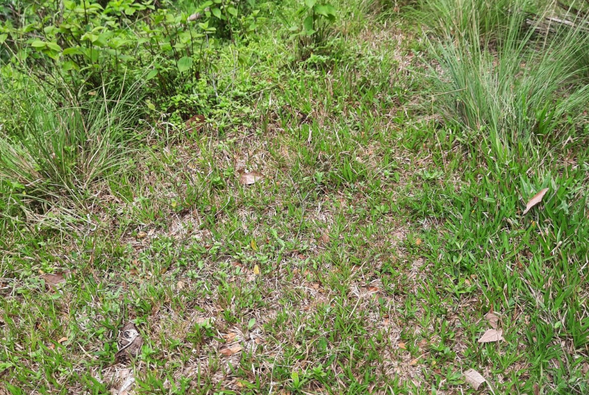 Fifth image of Part Pembroke Plantation in Castleton, St. Mary, Jamaica - property is For Sale