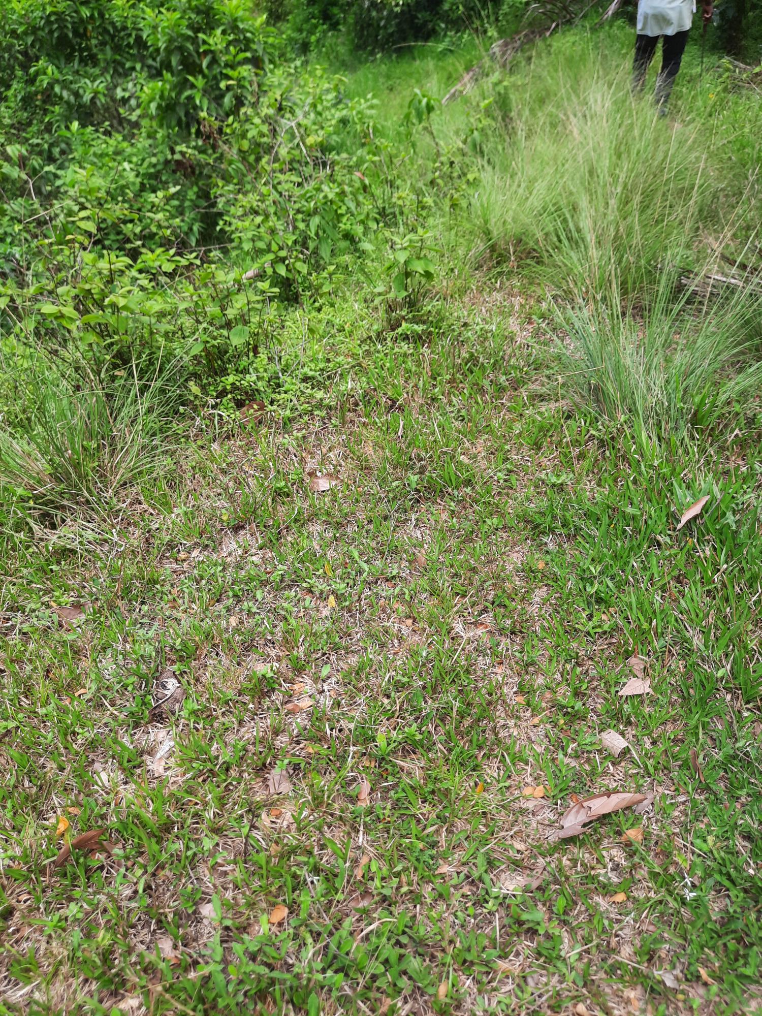 Fifth image of Part Pembroke Plantation in Castleton, St. Mary, Jamaica - property is For Sale