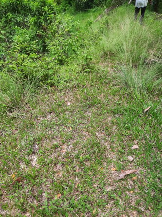 Fifth image of Part Pembroke Plantation in Castleton, St. Mary, Jamaica - property is For Sale
