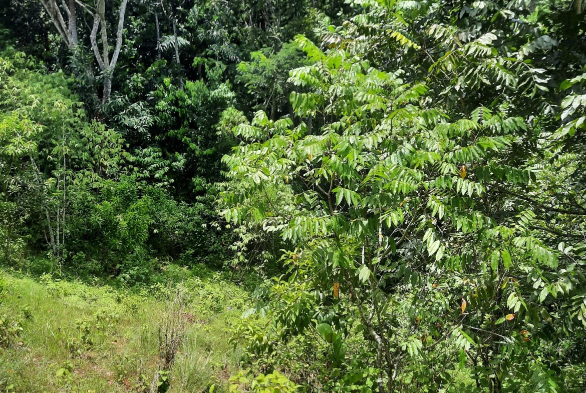 Sixth image of Part Pembroke Plantation in Castleton, St. Mary, Jamaica - property is For Sale