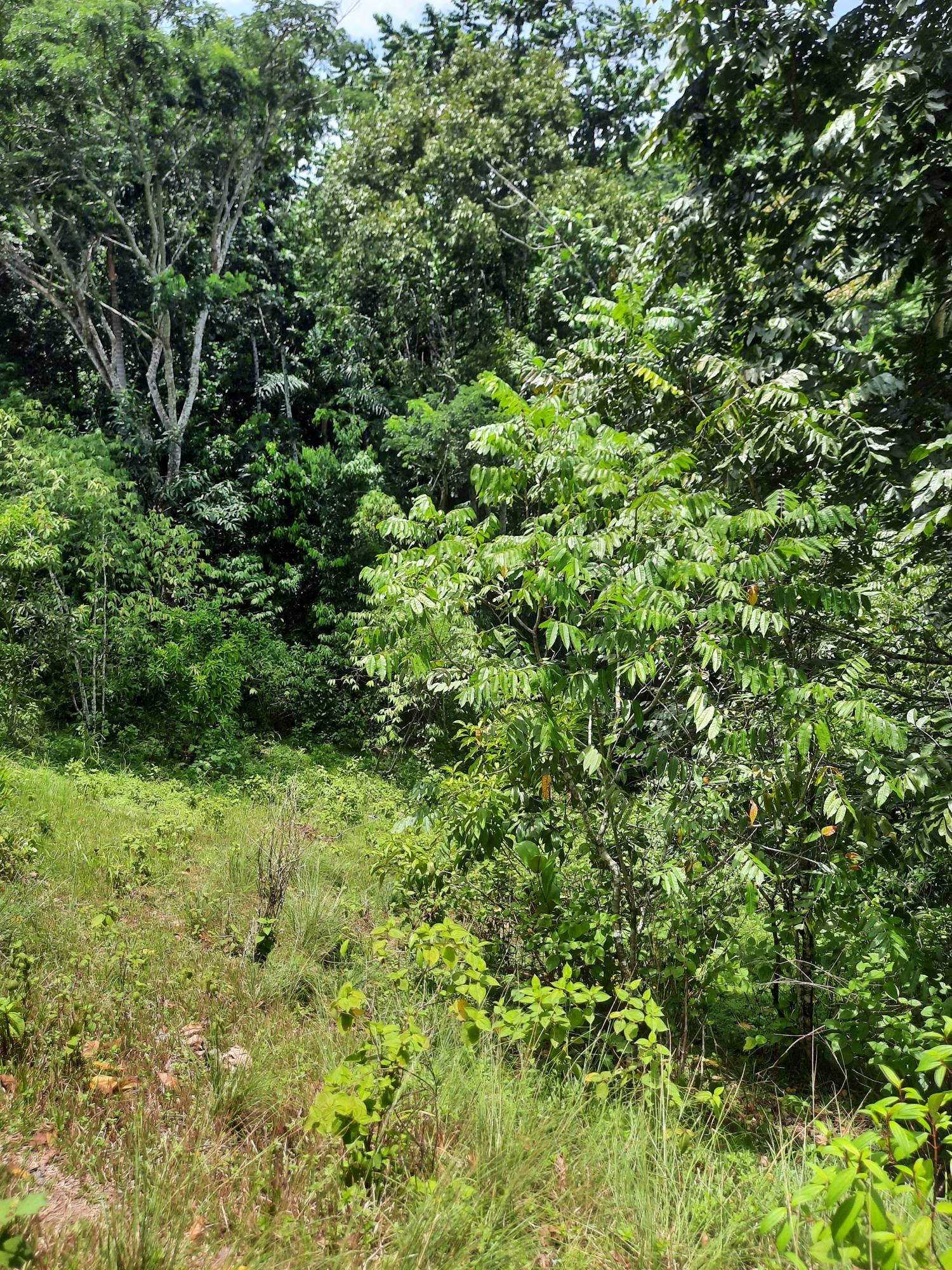 Sixth image of Part Pembroke Plantation in Castleton, St. Mary, Jamaica - property is For Sale