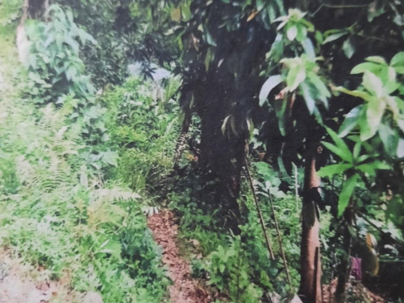 First image of Part Pembroke Plantation in Castleton, St. Mary, Jamaica - property is For Sale