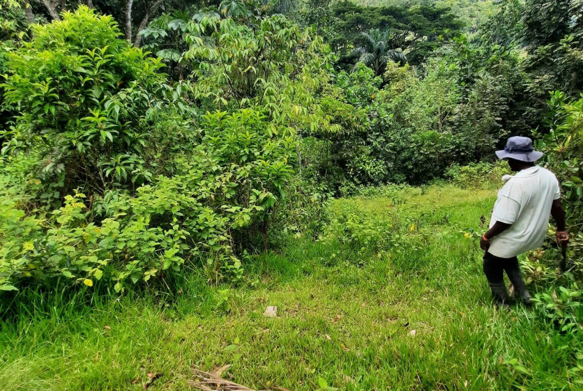 Seventh image of Part Pembroke Plantation in Castleton, St. Mary, Jamaica - property is For Sale