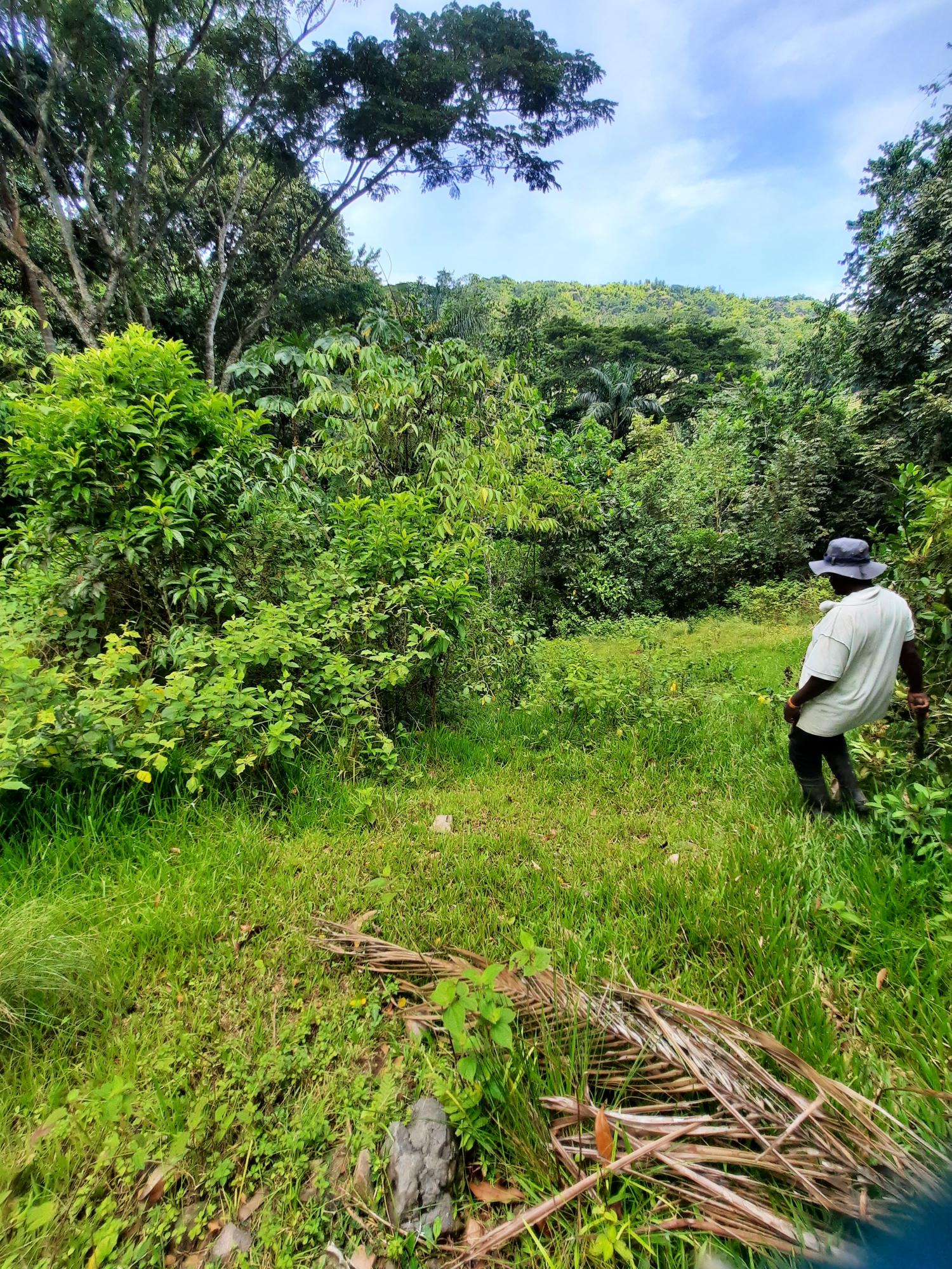 Seventh image of Part Pembroke Plantation in Castleton, St. Mary, Jamaica - property is For Sale