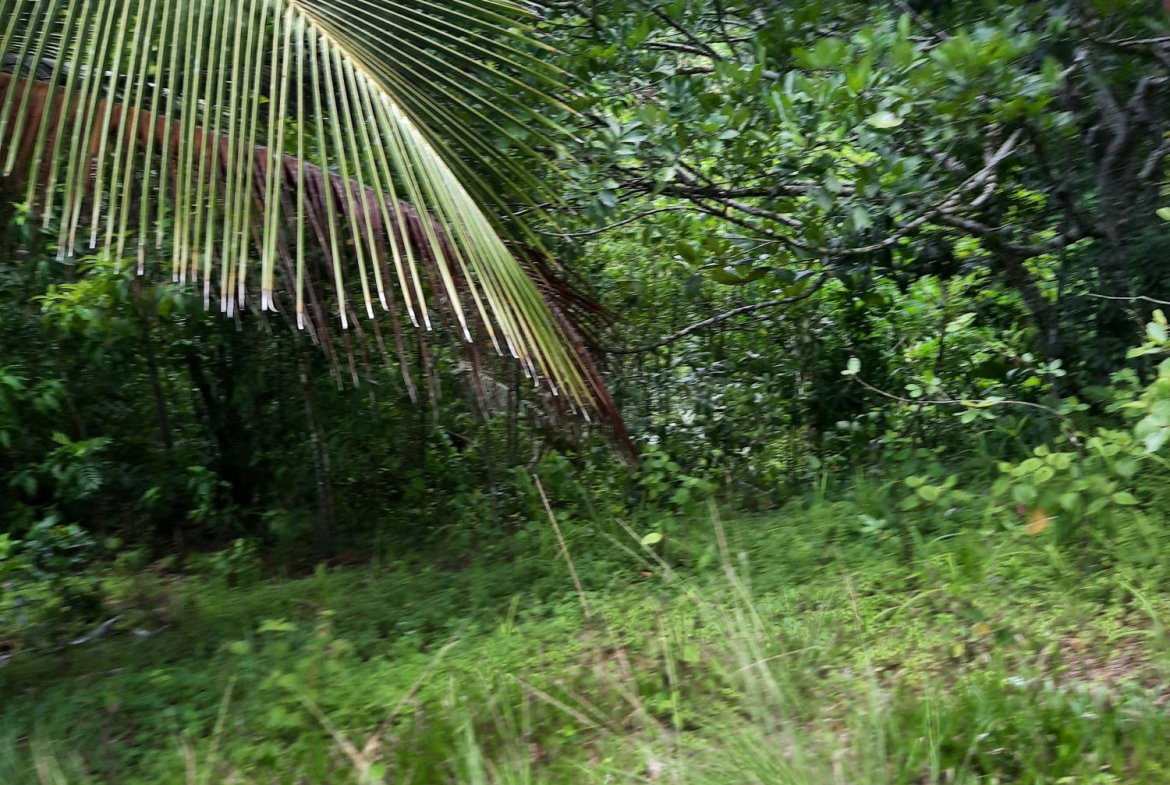 Eighth image of Part Pembroke Plantation in Castleton, St. Mary, Jamaica - property is For Sale