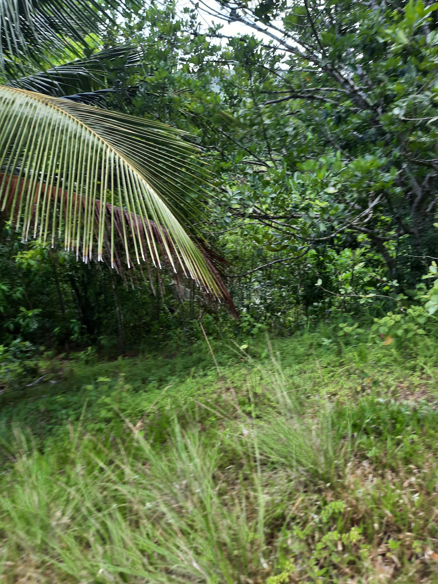 Eighth image of Part Pembroke Plantation in Castleton, St. Mary, Jamaica - property is For Sale