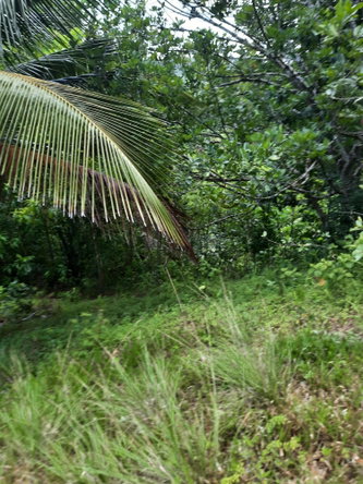 Eighth image of Part Pembroke Plantation in Castleton, St. Mary, Jamaica - property is For Sale