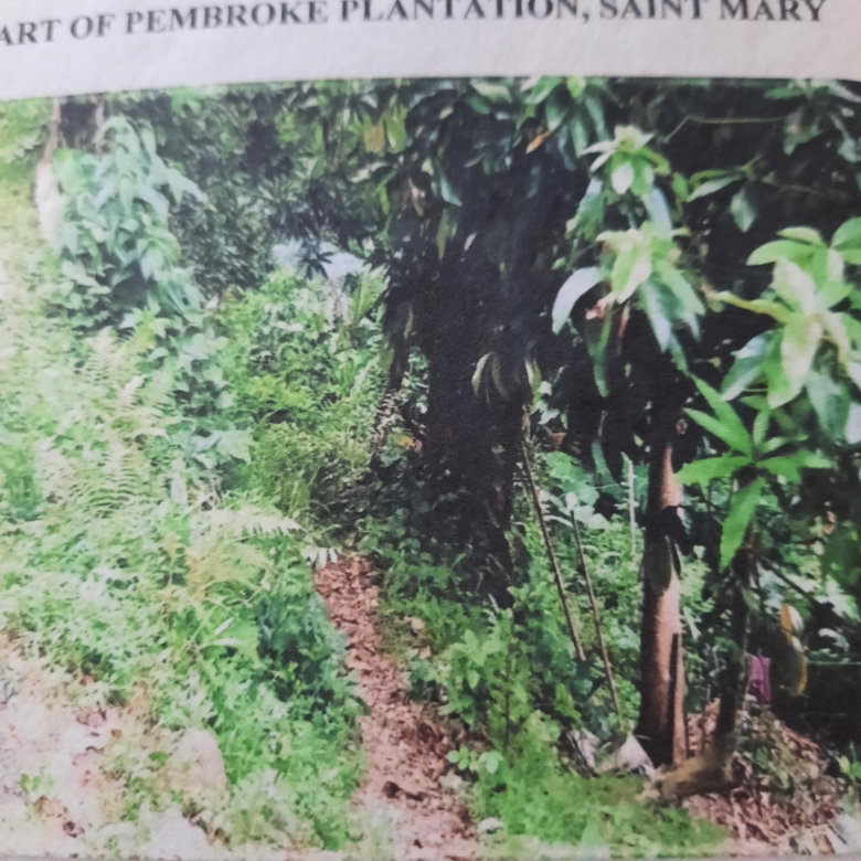 First image of Part Pembroke Plantation in Castleton, St. Mary, Jamaica - property is For Sale