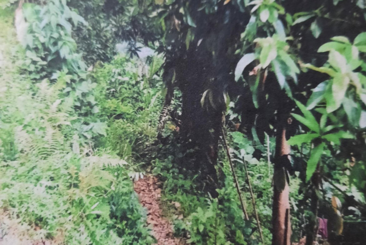 Ninth image of Part Pembroke Plantation in Castleton, St. Mary, Jamaica - property is For Sale