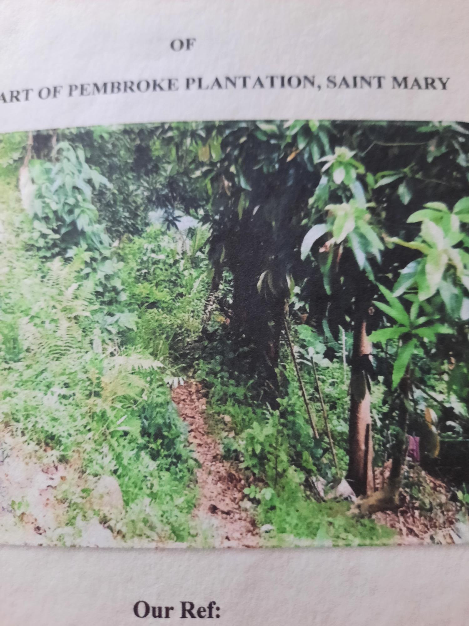 Ninth image of Part Pembroke Plantation in Castleton, St. Mary, Jamaica - property is For Sale