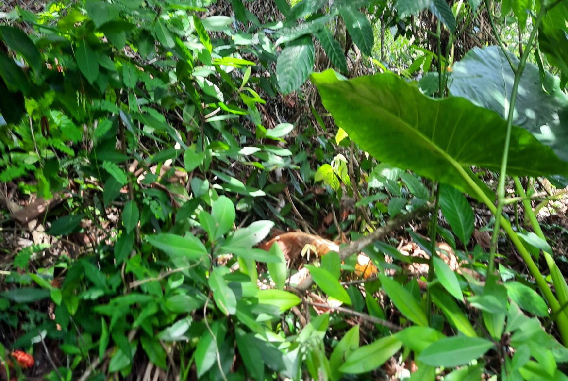 Tenth image of Part Pembroke Plantation in Castleton, St. Mary, Jamaica - property is For Sale