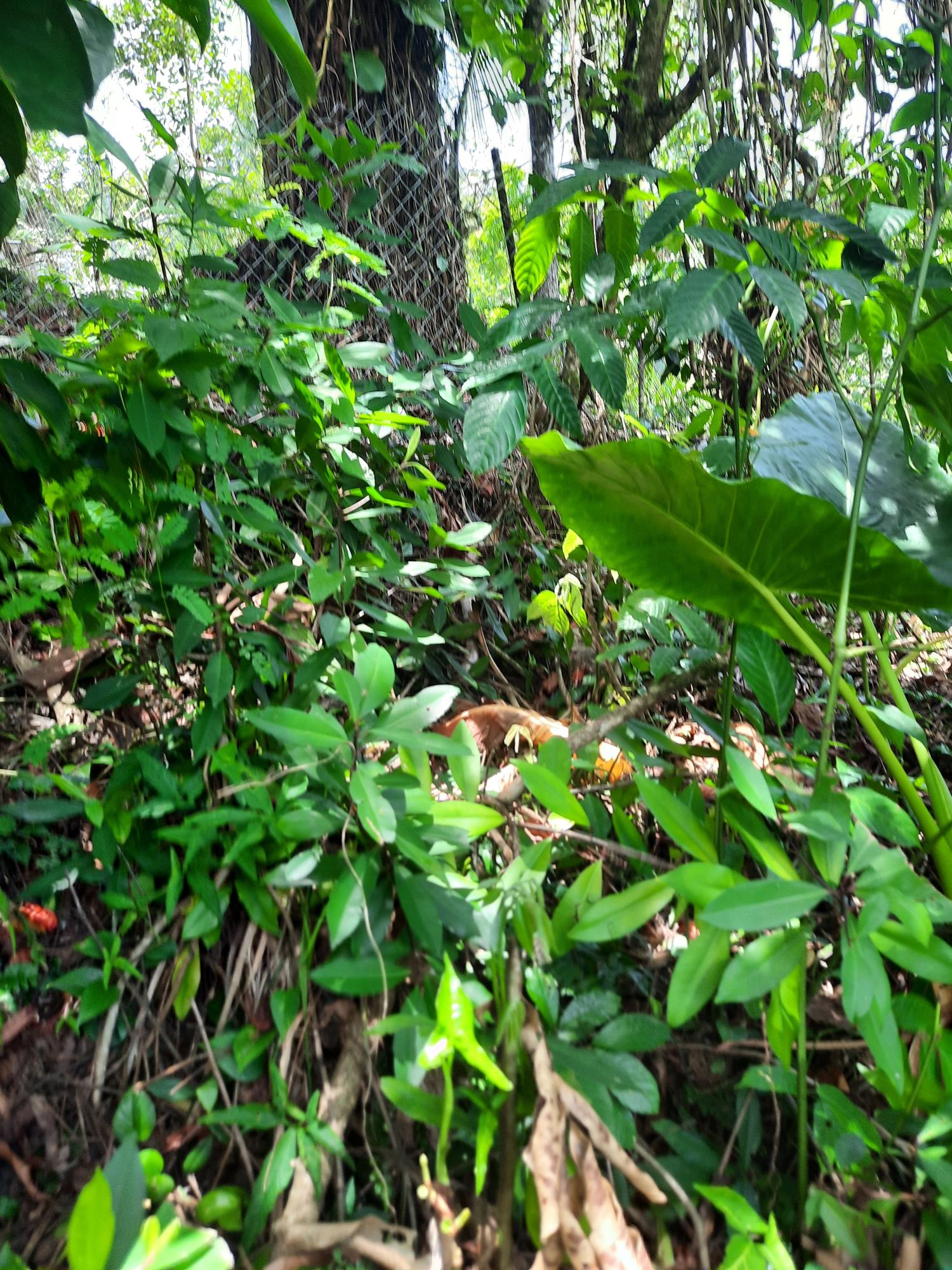 Tenth image of Part Pembroke Plantation in Castleton, St. Mary, Jamaica - property is For Sale