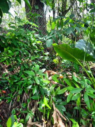 Tenth image of Part Pembroke Plantation in Castleton, St. Mary, Jamaica - property is For Sale