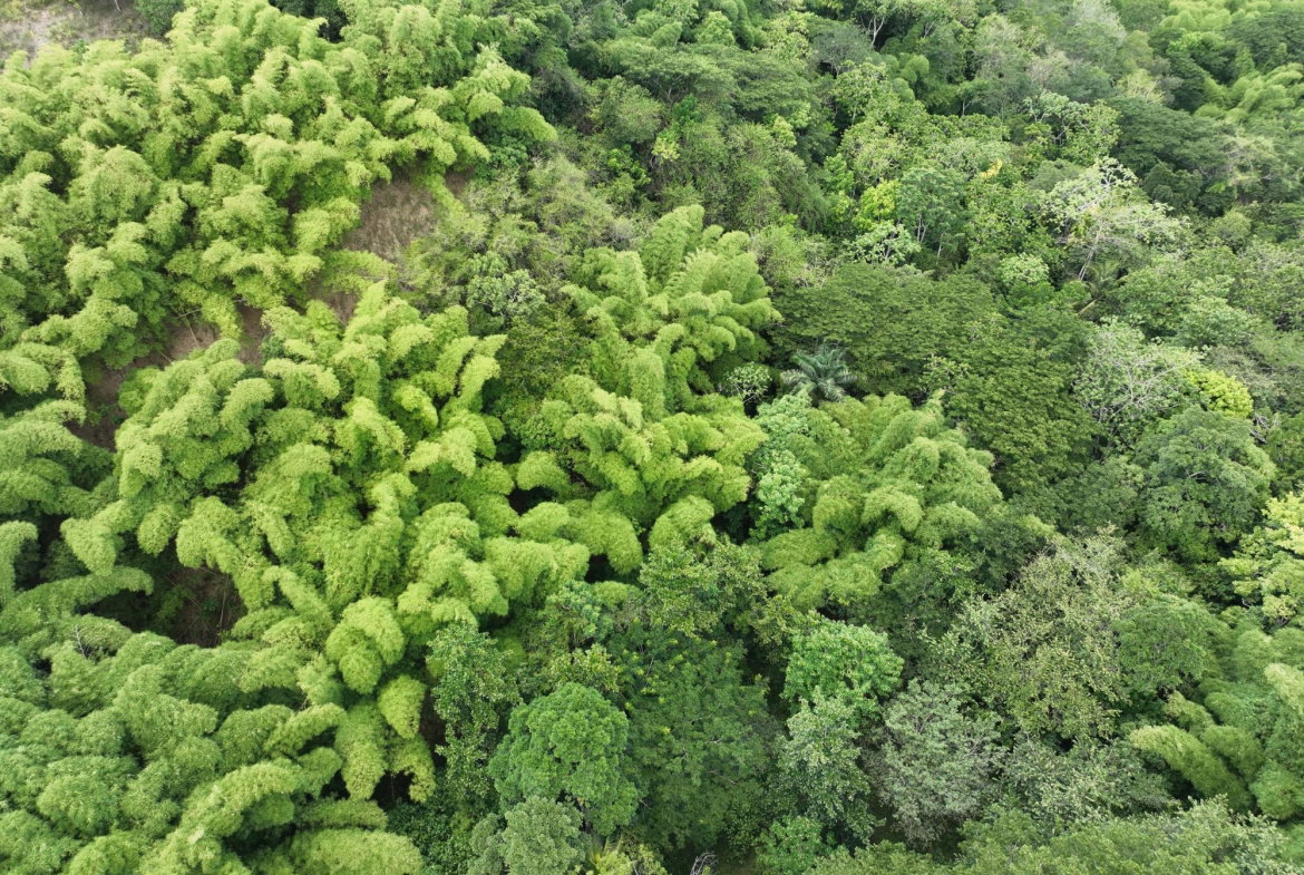 Fifth image of Part of Ashleys, Chapleto in CHAPELTON, Clarendon, Jamaica - property is For Sale