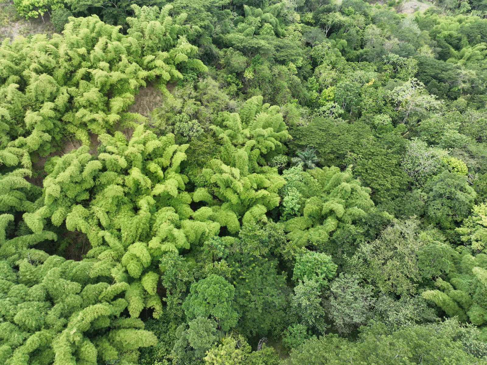 Fifth image of Part of Ashleys, Chapleto in CHAPELTON, Clarendon, Jamaica - property is For Sale