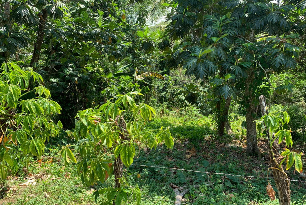 Seventh image of Bunker's Hill in Bunkers Hill, Trelawny, Jamaica - property is For Sale