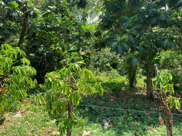 Seventh image of Bunker's Hill in Bunkers Hill, Trelawny, Jamaica - property is For Sale