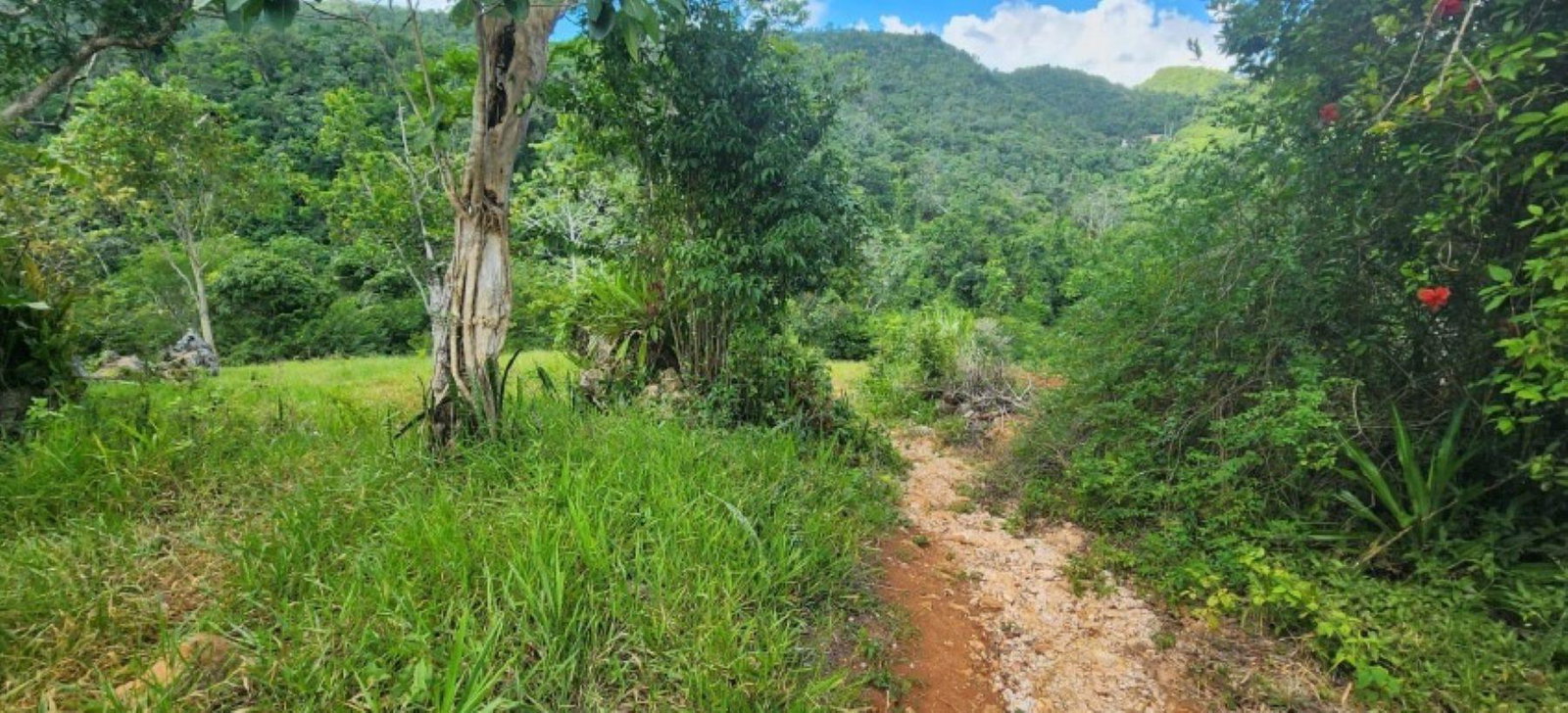 Ninth image of Mollison in Christiana, Manchester, Jamaica - property is For Sale