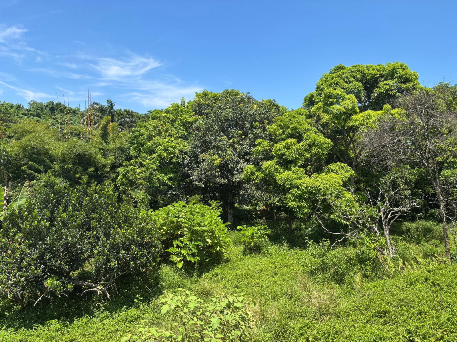 Fourteenth image of 44 Haughton Court in Lucea, Hanover, Jamaica - property is For Sale