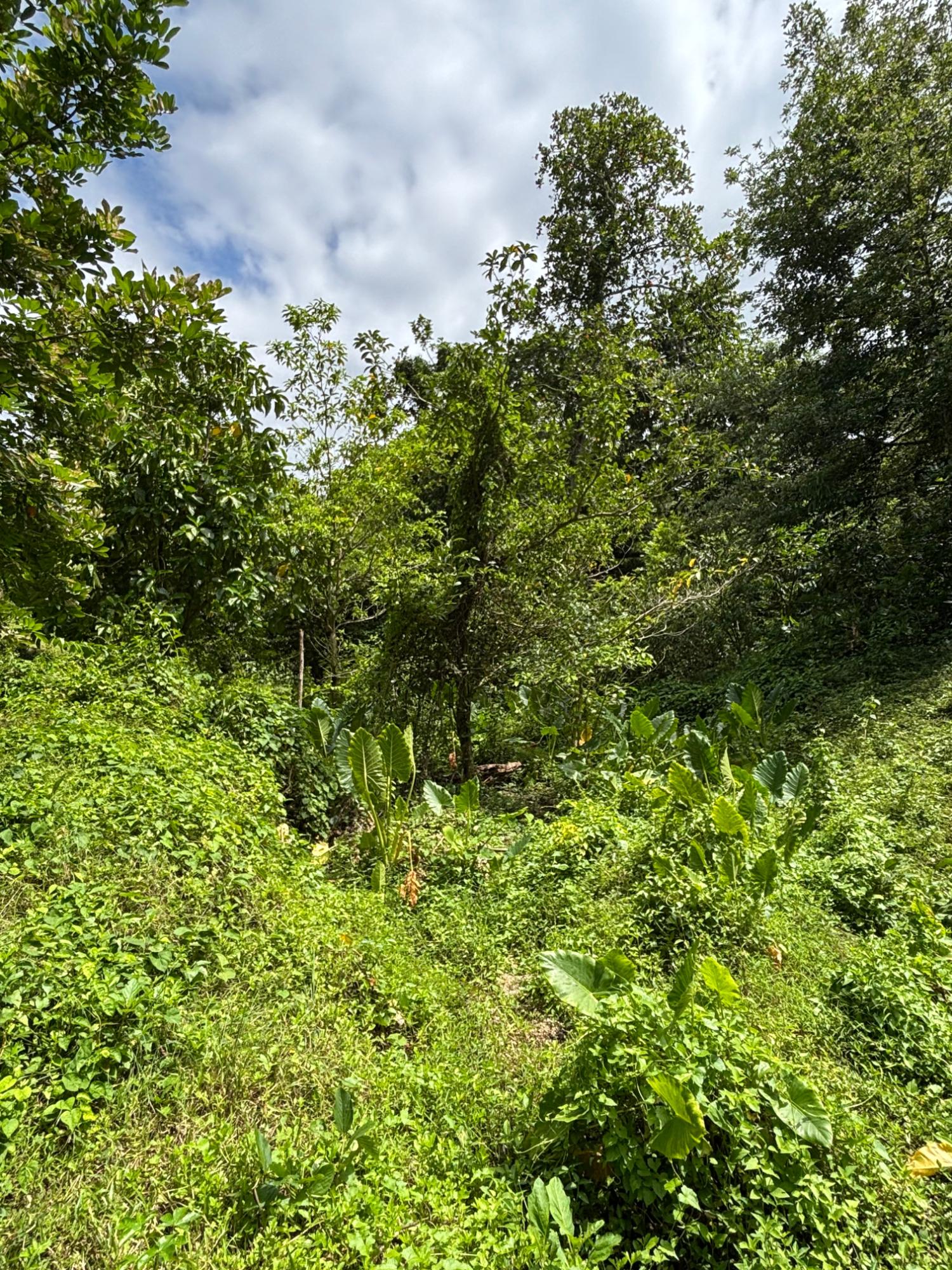 Sixteenth image of 44 Haughton Court in Lucea, Hanover, Jamaica - property is For Sale