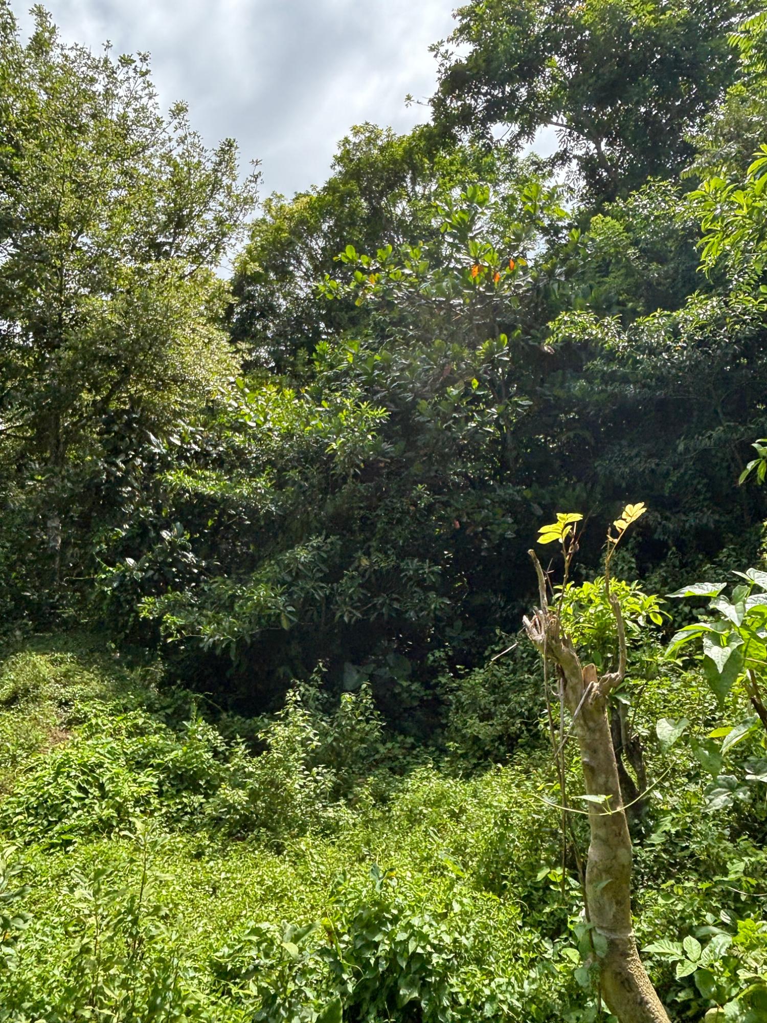 Seventeenth image of 44 Haughton Court in Lucea, Hanover, Jamaica - property is For Sale