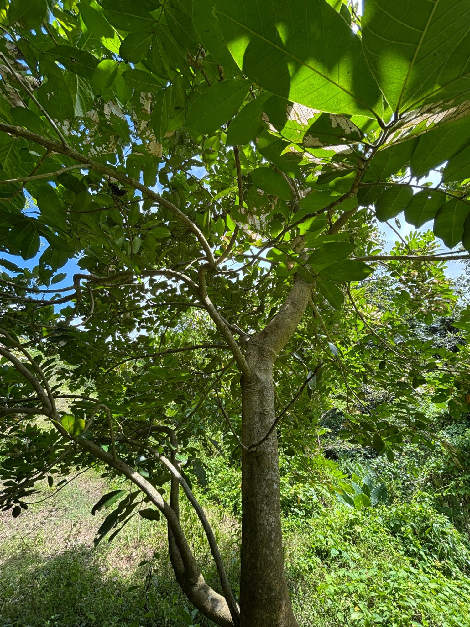 Nineteenth image of 44 Haughton Court in Lucea, Hanover, Jamaica - property is For Sale