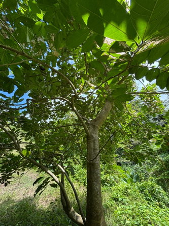 Nineteenth image of 44 Haughton Court in Lucea, Hanover, Jamaica - property is For Sale