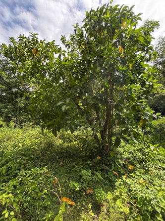 Twentieth image of 44 Haughton Court in Lucea, Hanover, Jamaica - property is For Sale