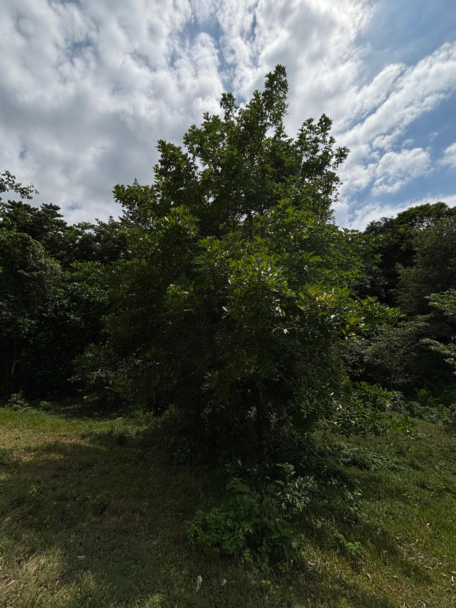 Twenty-Second image of 44 Haughton Court in Lucea, Hanover, Jamaica - property is For Sale