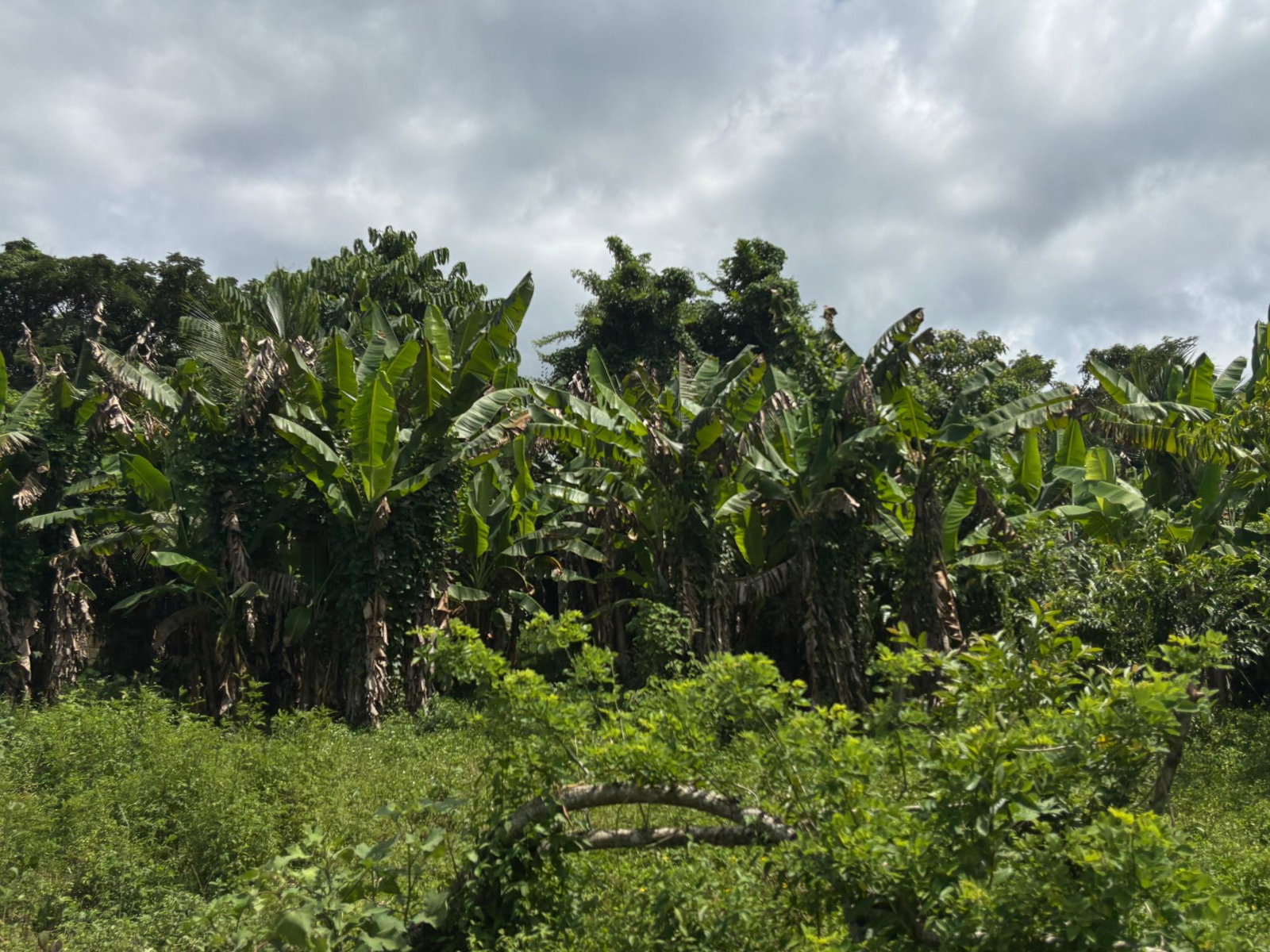 Twenty-Third image of 44 Haughton Court in Lucea, Hanover, Jamaica - property is For Sale