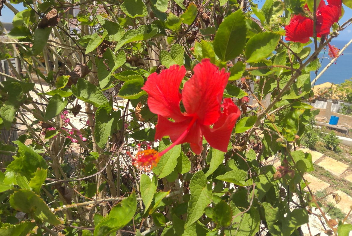Twenty-Seventh image of Lot 11-16 Discovery Bay in Discovery Bay, St. Ann, Jamaica - property is For Sale