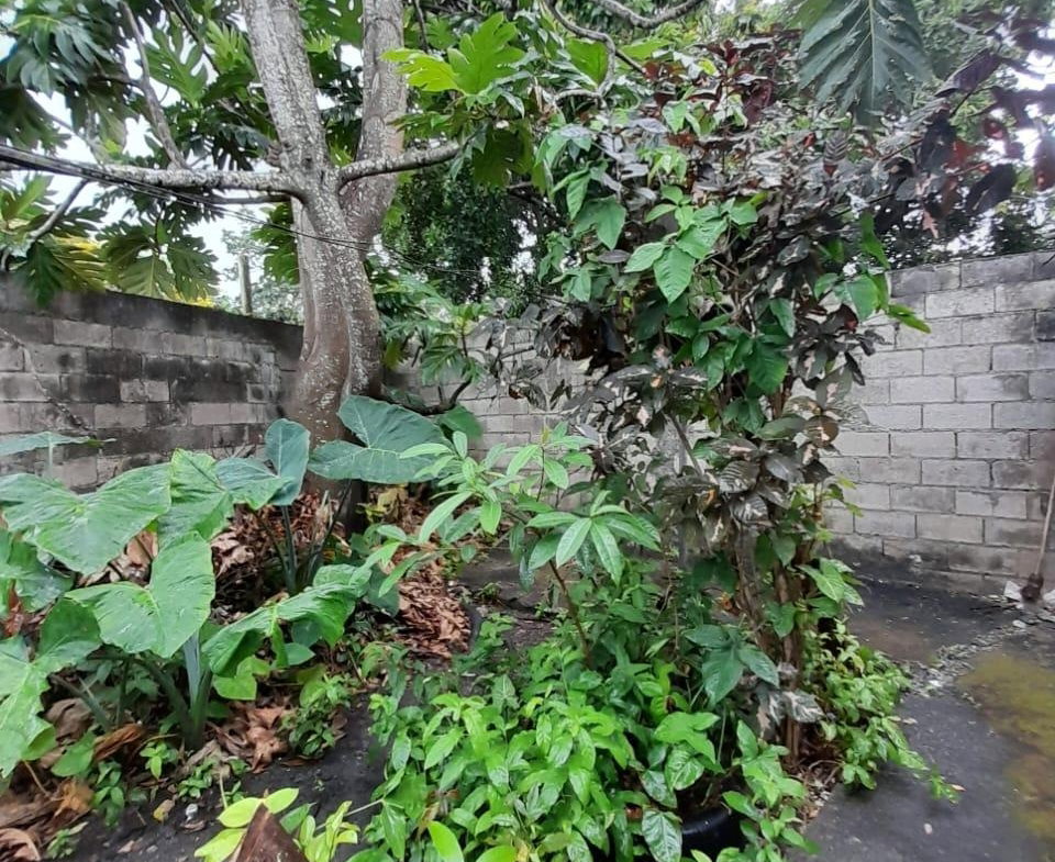 Fifth image of Johnstown in Morant Bay, St. Thomas, Jamaica - property is For Sale