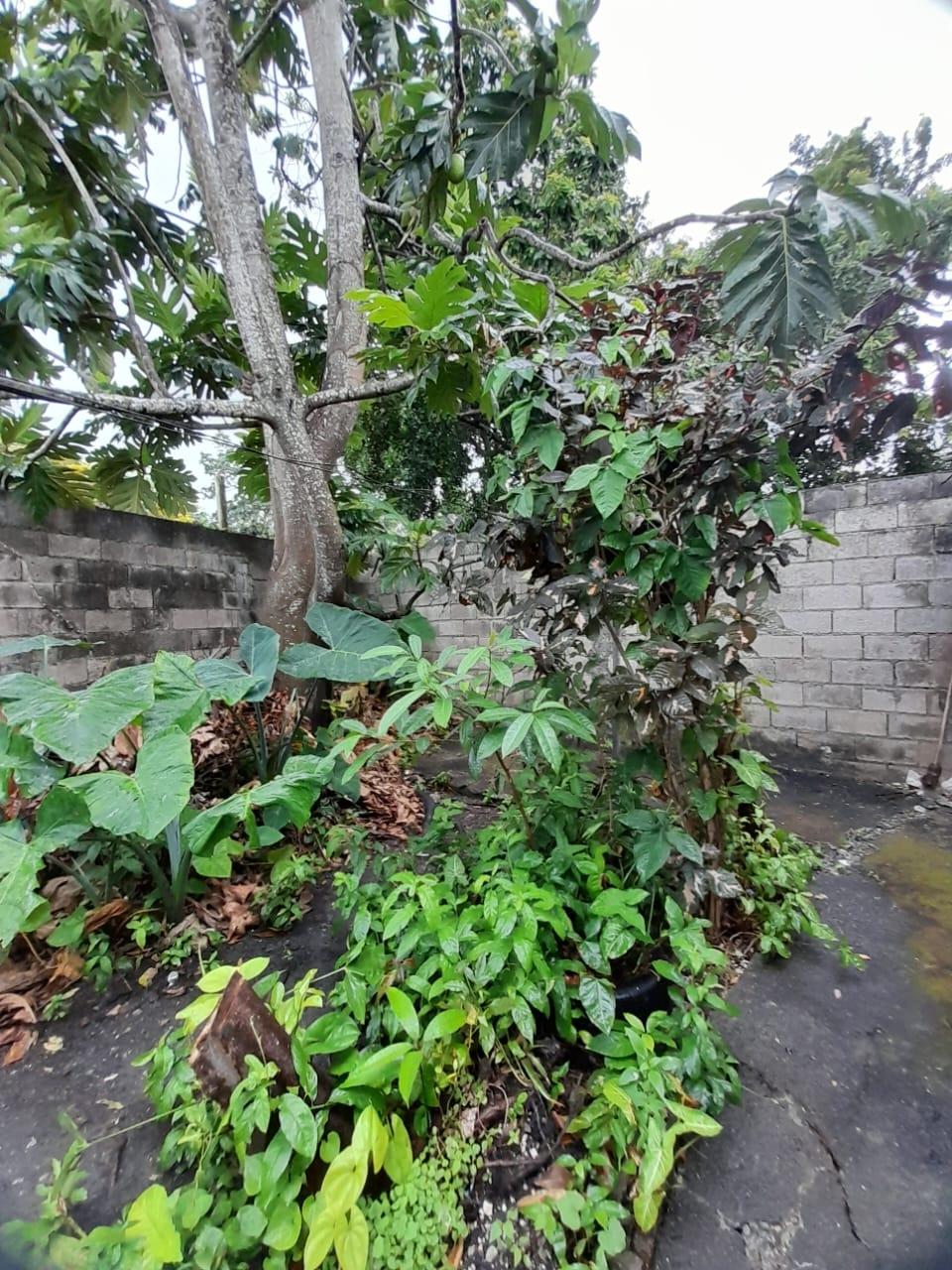 Income-Earning-House-for-Sale-in-Johnstown-St.-Thomas-Jamaica Fifth image of Johnstown in Morant Bay, St. Thomas, Jamaica - property is For Sale
