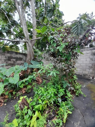 Fifth image of Johnstown in Morant Bay, St. Thomas, Jamaica - property is For Sale