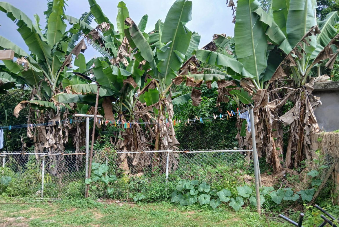 Sixteenth image of 42 Steelfield And Nutsford in Duncans, Trelawny, Jamaica - property is For Sale